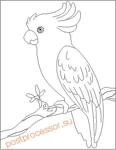 рисунок попугая